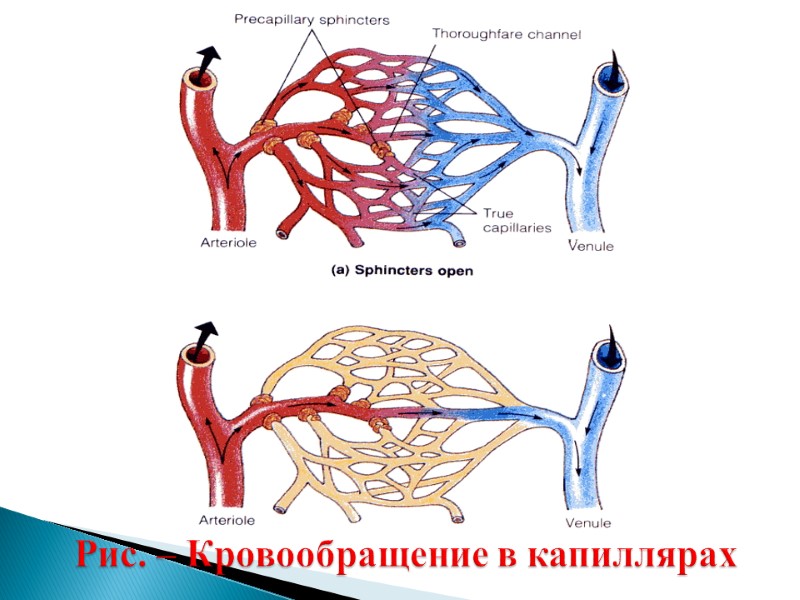 Рис. – Кровообращение в капиллярах